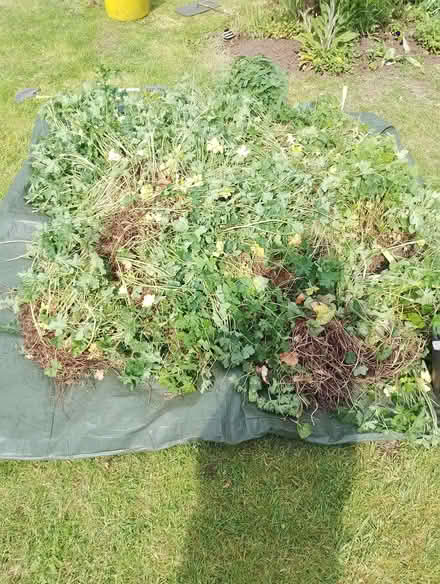 Photo of free Geranium (Brincliffe S11) #2