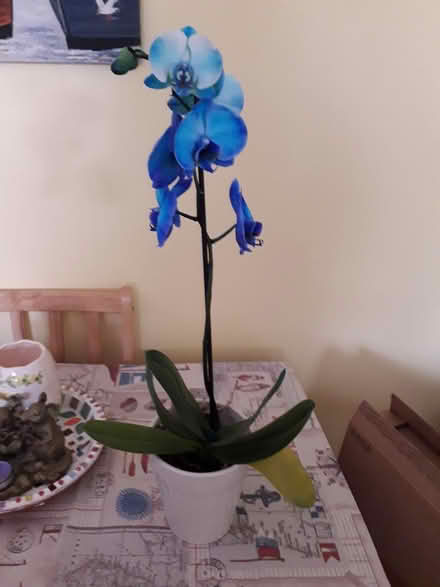 Photo of free Orchid (Frampton Cotterell BS36) #1