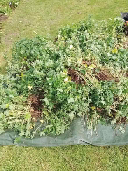Photo of free Geranium (Brincliffe S11) #1