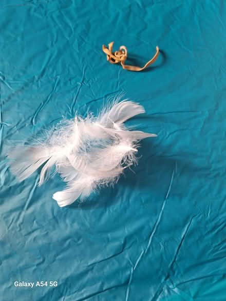 Photo of free White Goose feathers (Coquille) (Hyde GL6) #2