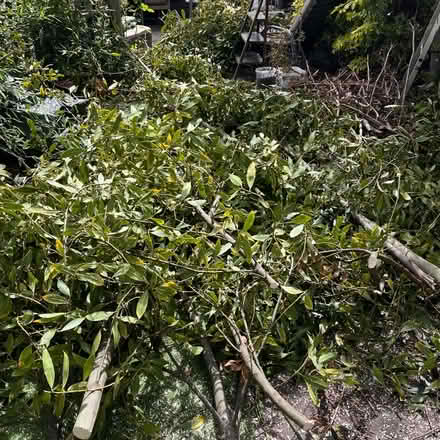 Photo of free Bay Leaves 🍃 (Walton on KT12) #2