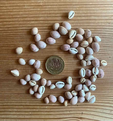 Photo of free Little shells for crafting (Southsea) #1