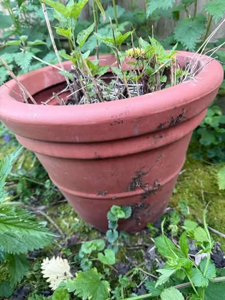 Photo of free 1 large plastic terraca plant pot (BN7) #1