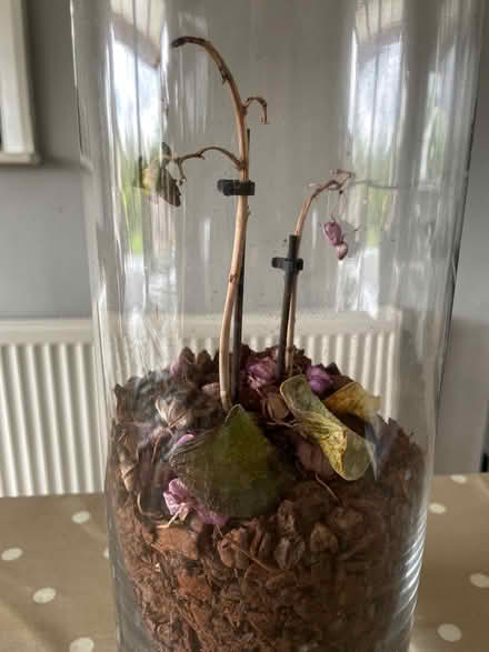 Photo of free Orchid in Glass Vase (Chigwell IG7) #2