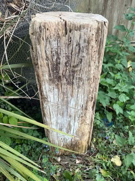 Photo of free 2 Very large solid wooden boulders (BN7) #1