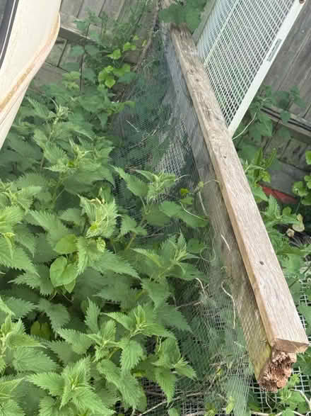 Photo of free Chicken wire needs cutting 7&9ft (BN7) #2
