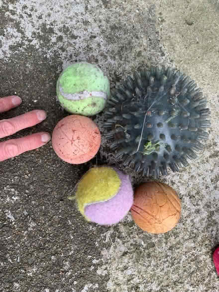 Photo of free Balls (Kaimhill AB12) #1
