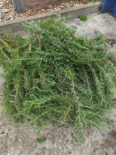 Photo of free Freshly cut rosemary (Elm Park RM12) #1