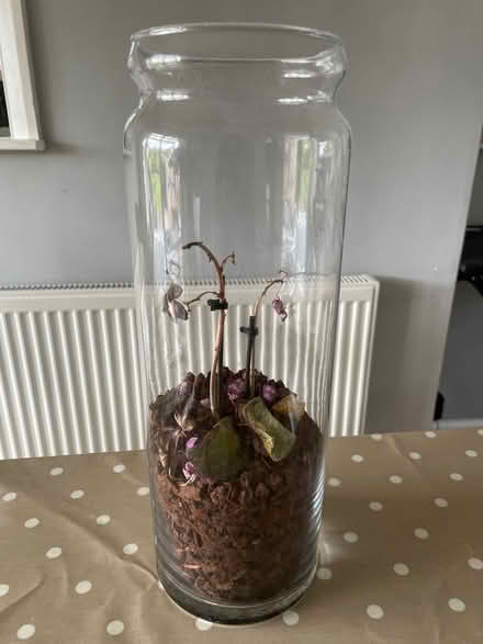 Photo of free Orchid in Glass Vase (Chigwell IG7) #1