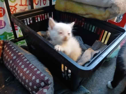 Photo of Cat food kittens (Durham NC) #3