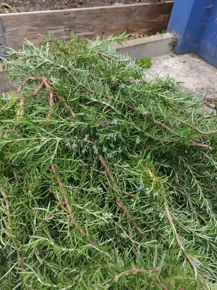 Photo of free Freshly cut rosemary (Elm Park RM12) #2
