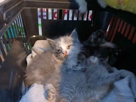 Photo of Cat food kittens (Durham NC) #1