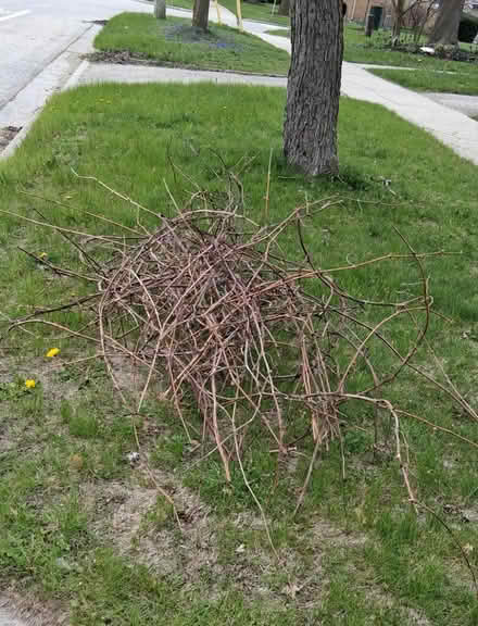Photo of free Fresh cut grape vines (Lancaster Plaza) #1