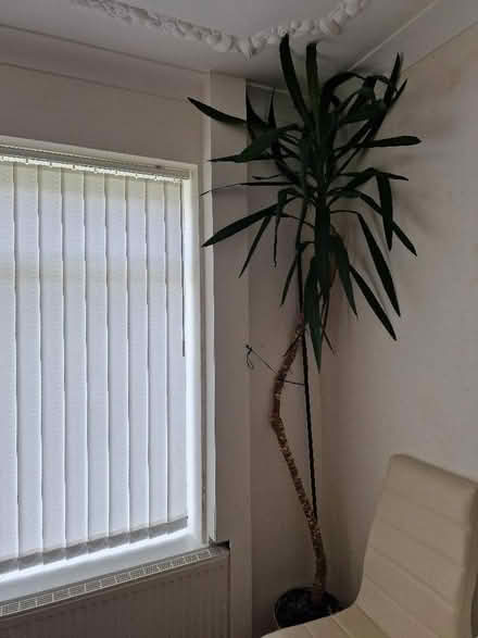 Photo of free 2 large plants (Leeds LS28) #2