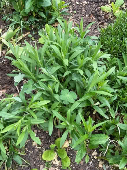 Photo of free Michaelmas daisies (Middlefield Farm OX28) #1