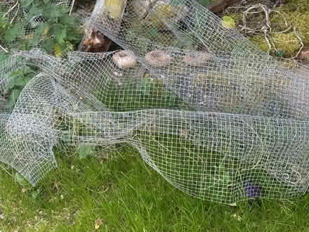 Photo of free Chicken wire needs cutting 7&9ft (BN7) #1
