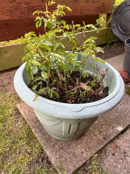 Photo of free Outdoor Plant (New Brighton CH45) #1