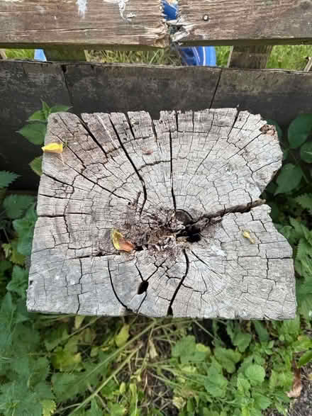 Photo of free 2 Very large solid wooden boulders (BN7) #3