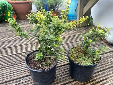 Photo of free Ilex crenata (Japanese Holly) (BN2) #1