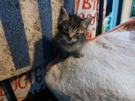 Photo of Cat food kittens (Durham NC) #2