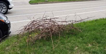 Photo of free Fresh cut grape vines (Lancaster Plaza) #2