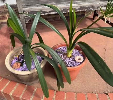 Photo of free 2 Lily Plants (Ringmer BN8) #1