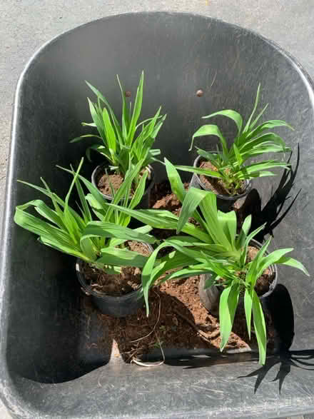 Photo of free Plants - fern and daylilies (Bolton, MA) #2