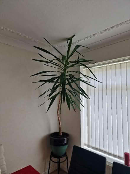 Photo of free 2 large plants (Leeds LS28) #1