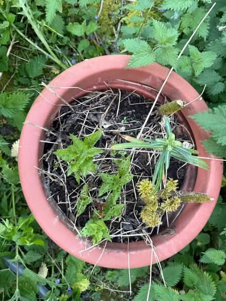 Photo of free 1 large plastic terraca plant pot (BN7) #2