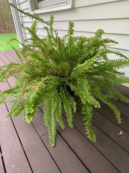 Photo of free Plants - fern and daylilies (Bolton, MA) #1