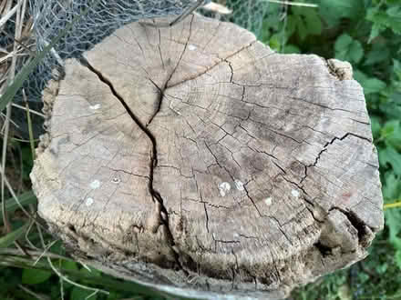 Photo of free 2 Very large solid wooden boulders (BN7) #4
