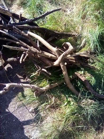 Photo of free Old Tree Branches (Cliftonville CT9) #3