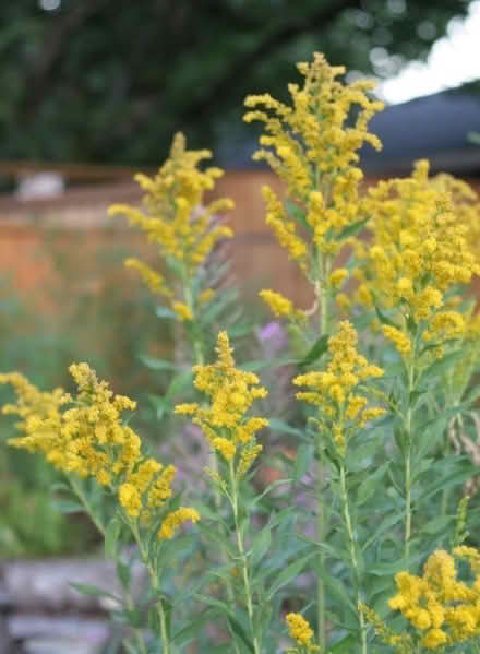 Photo of free Flower Seeds (Haywards Heath RH16) #2