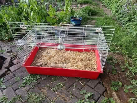 Photo of free Pet cage/vivarium with clip lamp (Hitchin (SG5)) #2