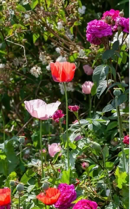 Photo of free Flower Seeds (Haywards Heath RH16) #4