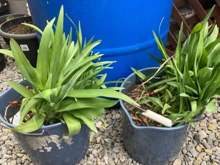 Photo of free Day Lillies (Somerset/Bayswater) #1