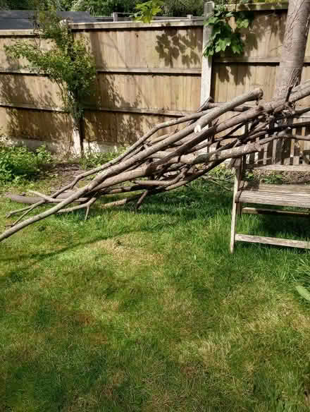 Photo of free Wood for burning or crafting (de5 denby) #1