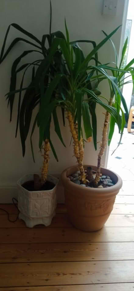 Photo of free Two large potted plants (east twickenham) #1