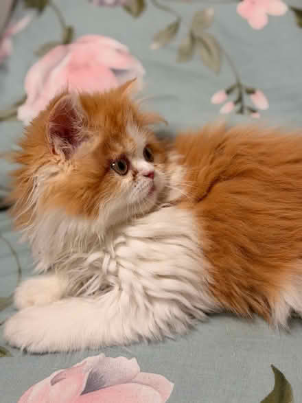 Photo of Kitten/Cat Accessories 🐾 (Gu15) #1