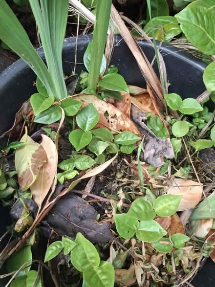 Photo of free Laurel seedlings (Garden City OX5) #1