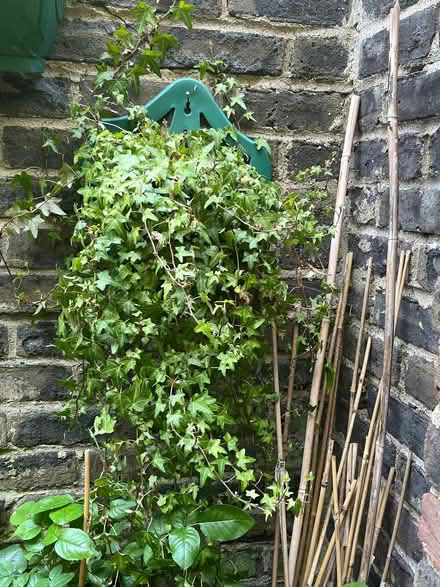 Photo of free Ivy plant (University Area RG1) #1