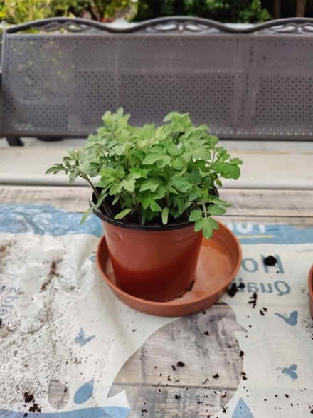 Photo of free Tomato plants (birstall LE4) #1