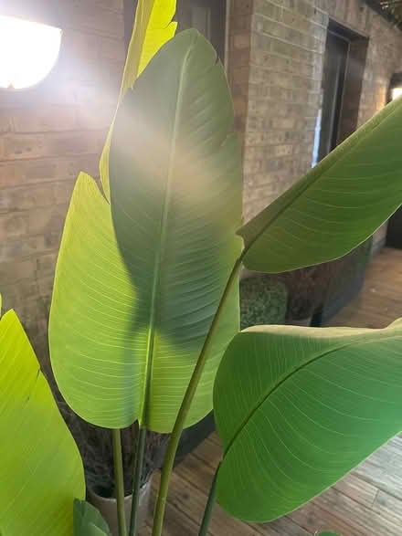 Photo of free Plastic plant (SE1 2DF) #2