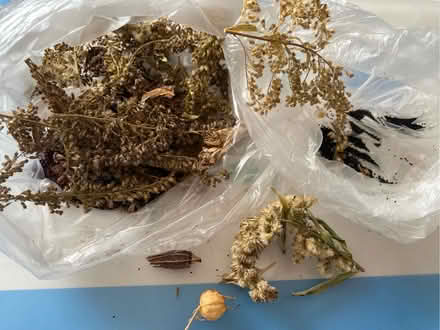 Photo of free Flower Seeds (Haywards Heath RH16) #3