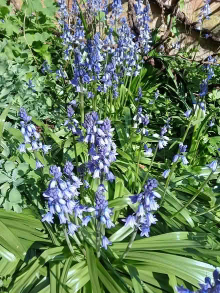 Photo of free Spanish bluebells (NN15) #1