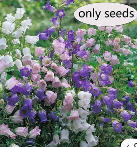Photo of free Flower Seeds (Haywards Heath RH16) #1