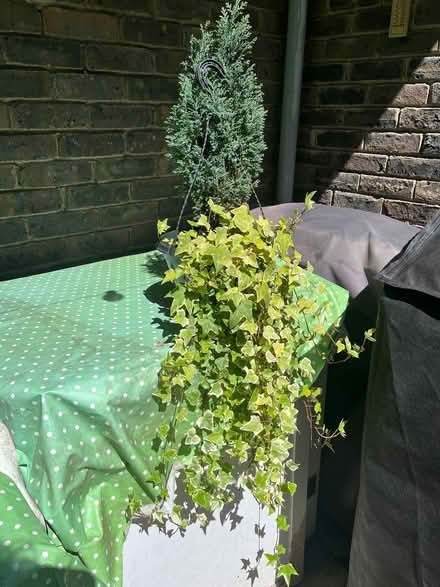 Photo of free Hanging basket with small tree and ivy (University Area RG1) #1