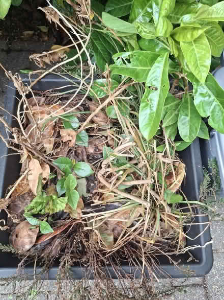 Photo of free Laurel seedlings (Garden City OX5) #2