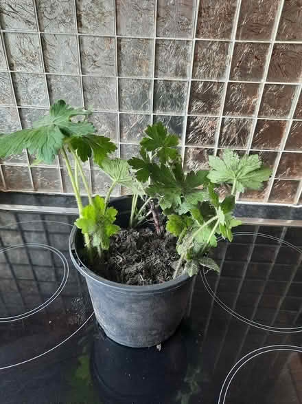 Photo of free Hardy Geranium macrorrhizum (Morden SM4) #3