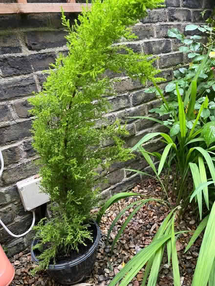 Photo of free Small cupressus tree (University Area RG1) #1